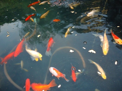 Fischteich